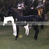 FRP Horse Sculpture Statue thumbnail-5
