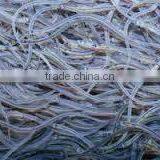 Live Glass Eel thumbnail-1