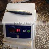 Pacific Mackerel for Bait thumbnail-4