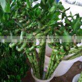 Long Life Flower Fresh Cut Lucky Bamboo From Yunnan thumbnail-1