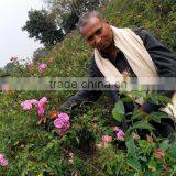 Rose Oil, 100% Pure Rose Otto thumbnail-2