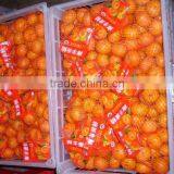 Mini Size Baby Juicy Orange thumbnail-1