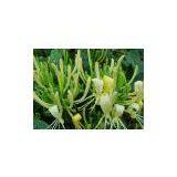 HoneySuchle Flowers Extract thumbnail-1