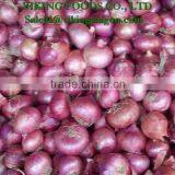 GOOD SOURCE _ *FRESH SMALL ONION* _ GOOD QUALITY thumbnail-3