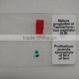 100 Pieces Human Histology Prepared Microscope Slides Set of Univetsity Standard