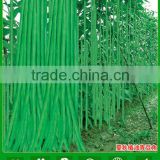 BE04 Fengkang no.2 long green bean seeds for planting