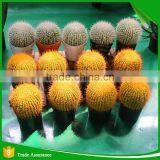 Wholesale Natural Artificial Plastic Cactus Plant thumbnail-1