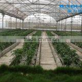 BLD Large Multi-span Plastic Film Greenhouse/agriculture Greenhouse thumbnail-4