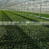 Glass Multi-Span Agricultural Greenhouse for Tomato thumbnail-1