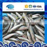 IQF Frozen Mackerels Fish With Delicious Taste thumbnail-1