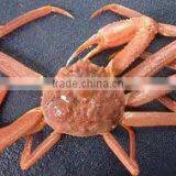 Live Snow Crab thumbnail-1