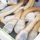 Geoduck Clams thumbnail-6