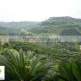 Cycas Revoluta Multi Branches thumbnail-3