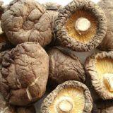 Сухильная машина для грибов thumbnail-4