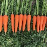 Vegetable Seeds Fresh Carrots Seeds for Sale No.84 thumbnail-3