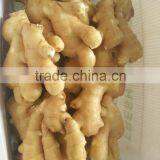 Fresh Ginger thumbnail-6