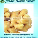 Largest Exporter of Thai Fresh Ginger thumbnail-1