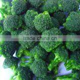 Health Food Halal Food Quick Frozen Broccoli thumbnail-3
