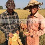 Paddy Rice Harvest Machine thumbnail-3