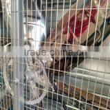 Ventilation Exhaust Fan/greenhouse Fan/ Cooling Fan for Poultry Farm thumbnail-6
