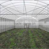 the Most Cheap Tunnel Greenhouse for Fruit thumbnail-3