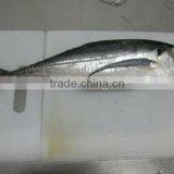 Seasoned Horse Mackerel Whole Round thumbnail-1