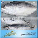 Carton or Woven Bag Packed Fat Content 16%-18% Frozened Bonito Fish Auxis Thazard thumbnail-1