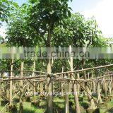 Tabebuia Rosea Landscaping Tree Pinky Flower Tree