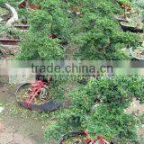 Ulmus Pumila Packing and Loading thumbnail-1