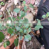 Xian Mao (Curculigo Rhizome) thumbnail-6