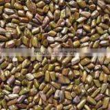 High Quality Cassia Tora Seed thumbnail-1
