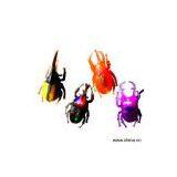 Sell Flashing Coleoptera thumbnail-1