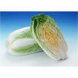 Chinese Cabbage thumbnail-2