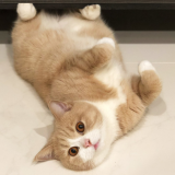 Шампуни для собак оптом thumbnail-3