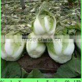 (HOT) 2016 Fresh Cabbage/Chinese Cabbage