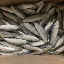 Frozen Round Scad; Horse Mackerel With Small Eyes thumbnail-1