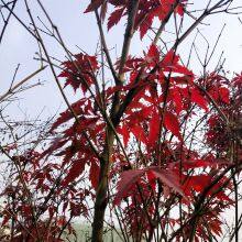 1000g Loose Raw Acer Palmatum Seeds Palmate Smooth Japanese Maple Seed for Planting thumbnail-2