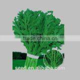 Open Pollinated Small Leaf Crown Daisy Seeds SXCR No.2