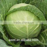 SXG No.3 Heat Resistant Hybrid Cabbage Seeds for Planting