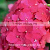 Big Size Natural Hydrangeas Wall Roses Hydrangeas From Kunming, Yunnan thumbnail-6