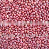 hps red mung bean 2012 crop
