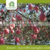 China Best Market Price Fuji Apple thumbnail-1