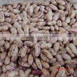 China High Quality Speckled Beans Wholesale thumbnail-1