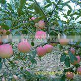 Gala Apples