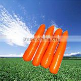 chinese fresh red carrot(200g-300g)
