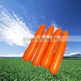 Good Quality Fresh Carrot thumbnail-1