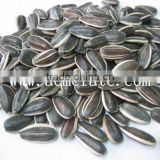 sunflower seeds 5009