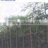 Delonix Regia Grow Bag Trees thumbnail-2