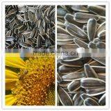 Sunflower Seeds 363 Long Shape 2015 New Crop