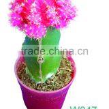 Red Cactus thumbnail-1